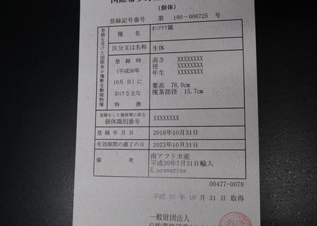 エンセファラルトス　アレナリウス