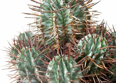 Euphorbia horrida　ユーフォルビア ホリダ群生