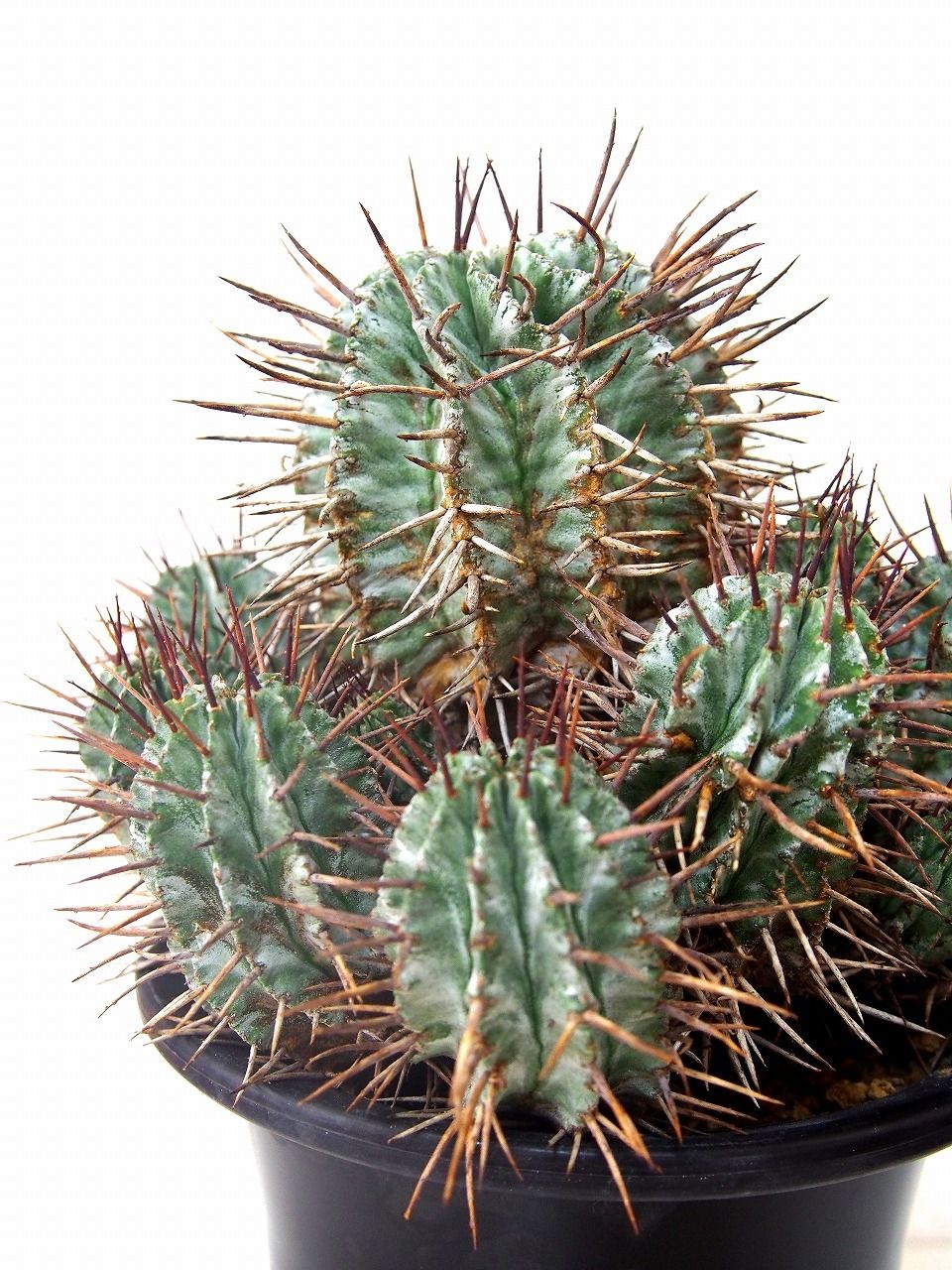 ユーフォルビア ゼブラホリダ 群生 超特大 ユーフォルビア 群生ホリダ 特大 | NATPARK-STORE