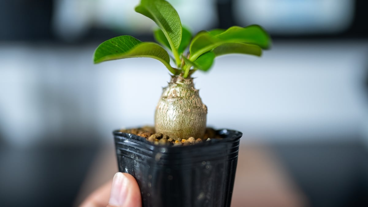 パキポディウム　国内実生　塊根植物　ウィンゾリー　21 楽天市場】コーデックス：パキポディウム ウィンゾリー 国内実生