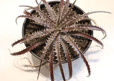 Dyckia delicat GF F1 X (Arizona X ML)