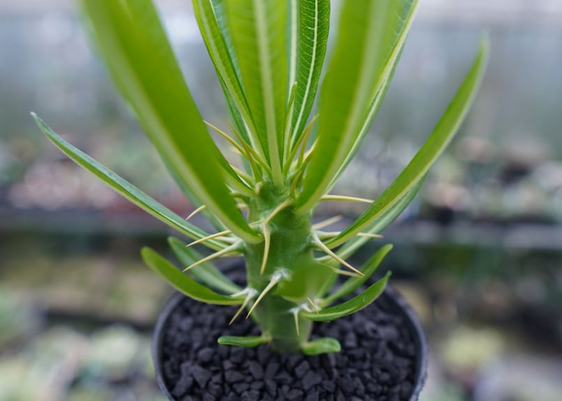 パキポディウム アンボンゲンセ Pachypodium ambongense No.2 | m パキポディウム アンボンゲンセ Pachypodium ambongense No.2 | m