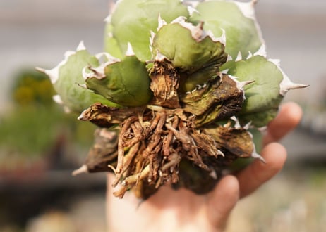 アガベ　titanota  dwarf　No.4