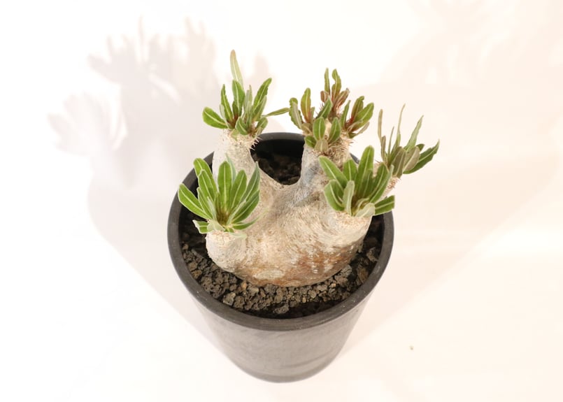 パキポディウム イノピナツム | mana's green:塊根植物販売|マナ パキポディウム イノピナツム | mana's green:塊根植物販売|マナ
