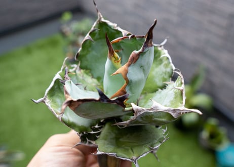 Agave B&B  №1