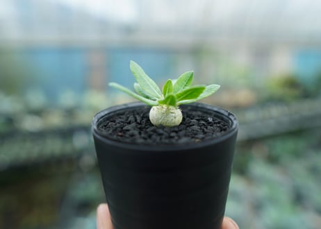 パキポディウム　恵比寿笑い　Pachypodium brevicaule　No.6
