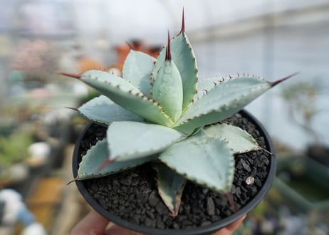 アガベ　ドラゴントゥース　Agave Dagontoes　No.2