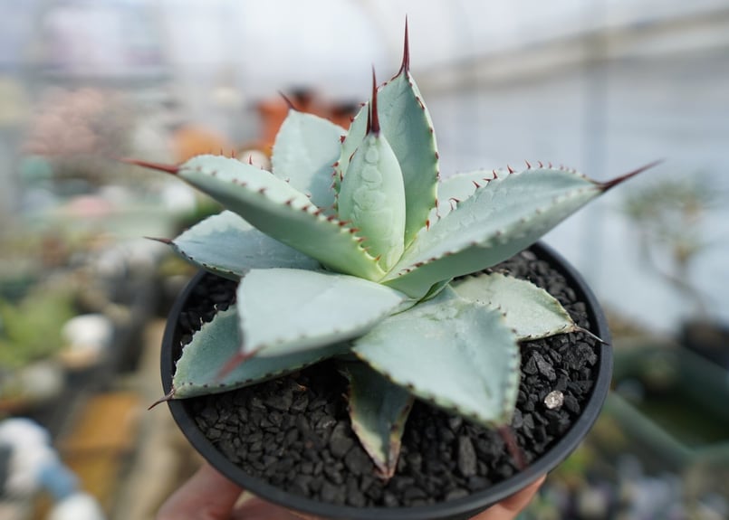 アガベ ドラゴントゥース クレスト 綴化2頭個体 縞斑 アガベ ドラゴン