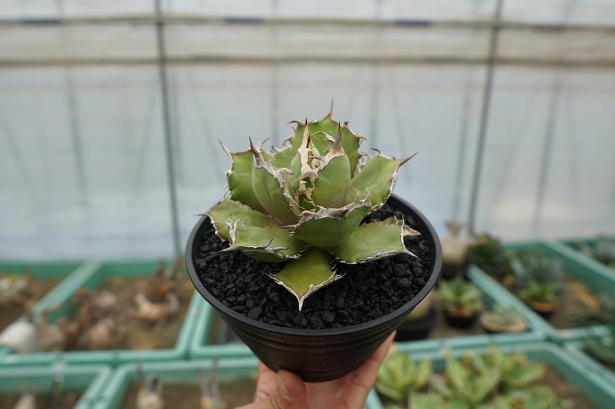 スタッフ大樹が本気で選ぶオススメ株5選！ | mana's farm:塊根植物