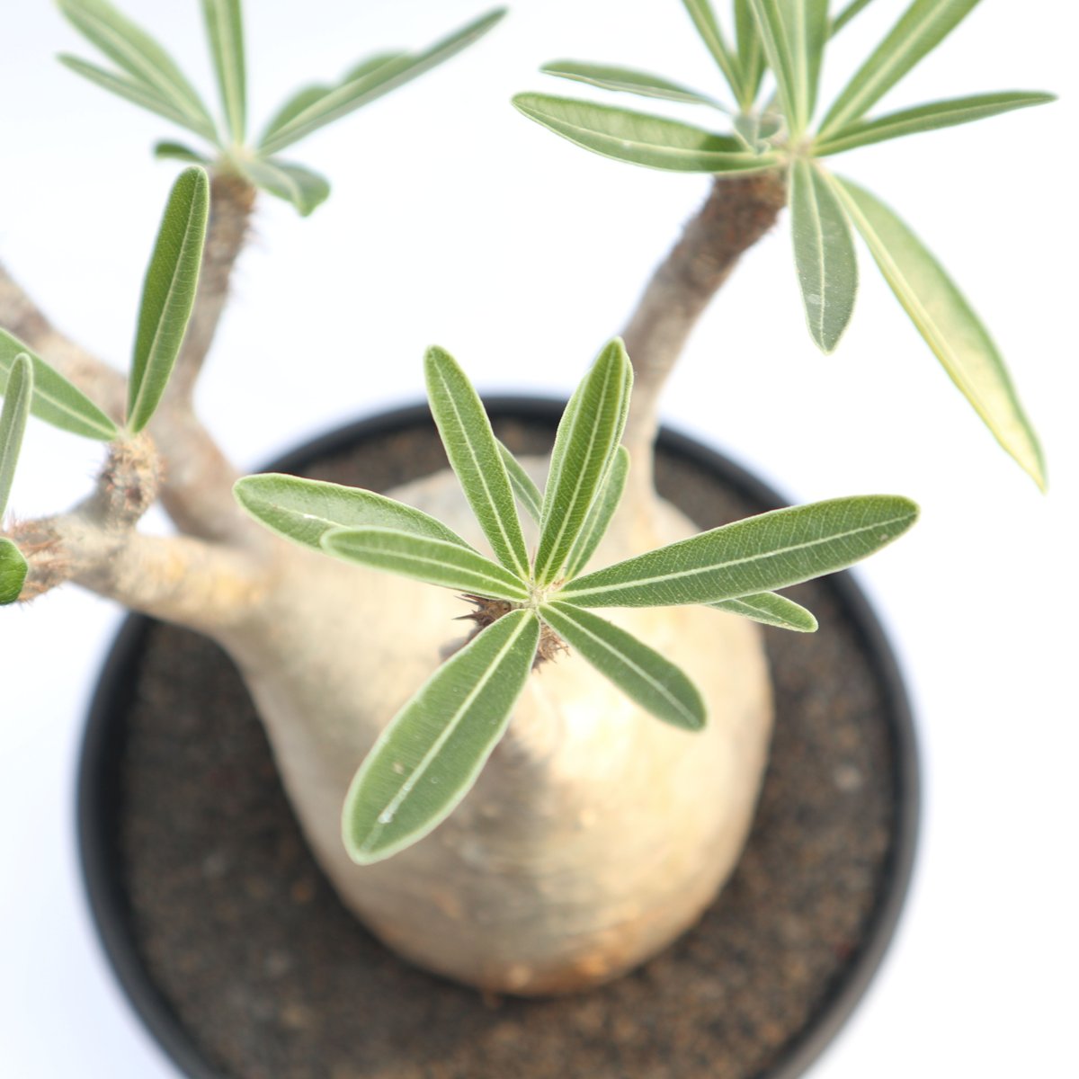 パキポディウム グラキリス no.29 | mana's farm:塊根植物・アガベ