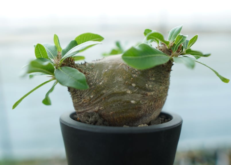 パキポディウム マカイエンセ Pachypodium makayense No.3 | man