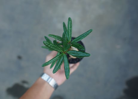 パキポディウム　ビスピノーサム　Pachypodium bispinosum