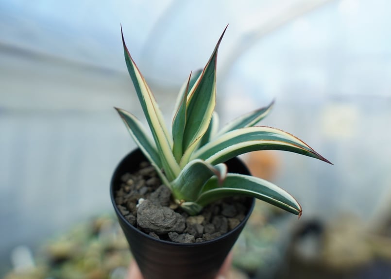 アガベ ブルーグロー錦 Agave Blue Glow | mana's green:塊根植物 アガベ ブルーグロー錦 Agave Blue Glow | mana's green:塊根植物