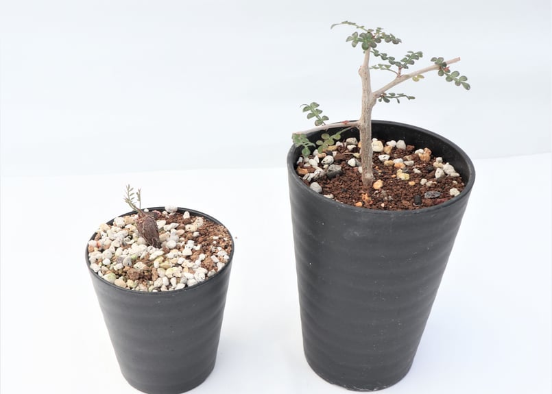 オペルクリカリア パキプス デカリー 根挿しセット №4 | mana's farm