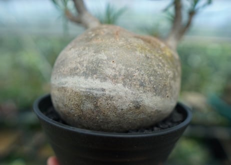パキポディウム　グラキリス　 Pachypodium Gracilius  No.4