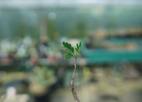 センナ　メリディオナリス　Senna meridionalis