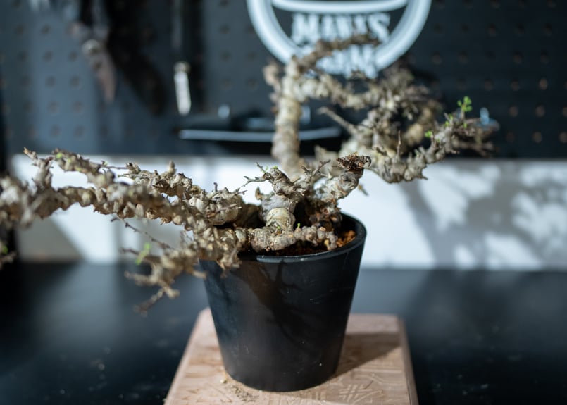 本日限定 超希少 特大株 コミフォラ エイル Sp. 発根済み 激レア品種