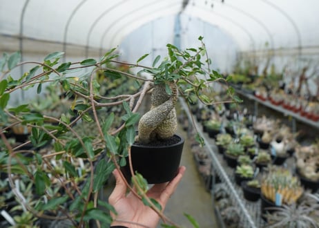 フォッケア　エデュリス　”火星人”　Fockea edulis