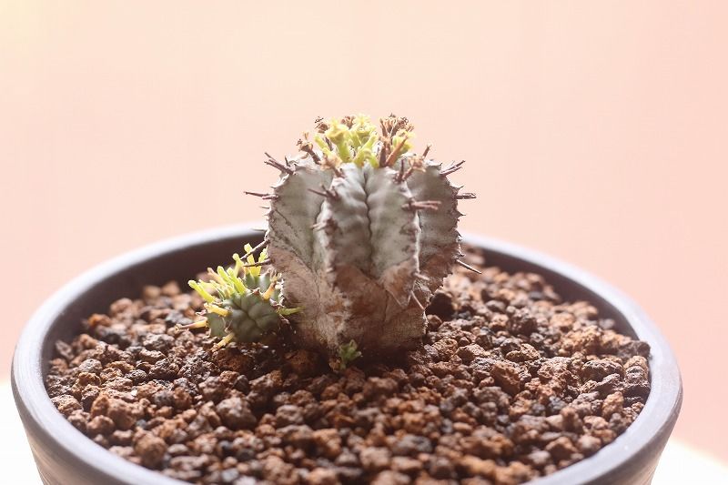 特白ホリダ 子吹き | mana's farm:塊根植物・アガベ・ドライガーデン