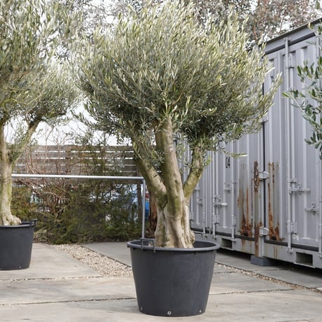 古木オリーブ | STORES