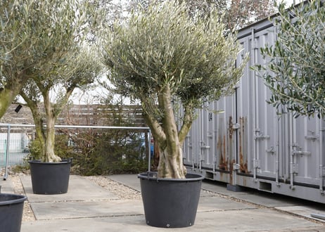 CATEGORY 古木オリーブ | mana's farm:塊根植物・アガベ・ドライ