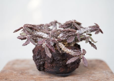 Euphorbia　decaryi