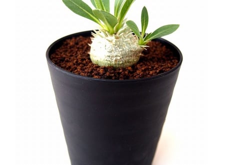 パキポディウム エブレネウム　Pachypodium eburneum