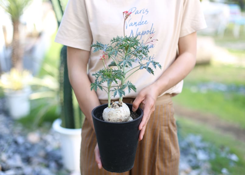 ヤトロファ・ベルランディエリ・錦珊瑚 Jatropha cathartica ヤトロファ・錦珊瑚 2013年播種、9年生苗