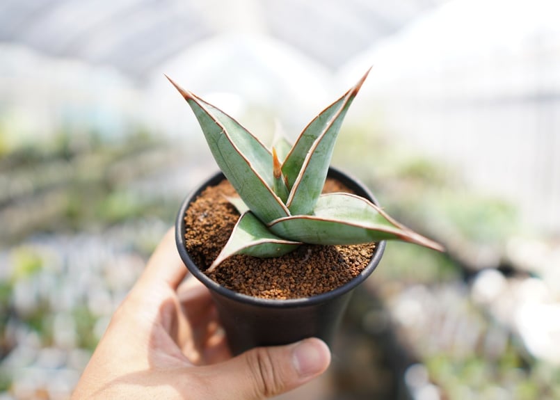 サンスベリア ピンギキュラ | mana's farm:塊根植物・アガベ・ドライ