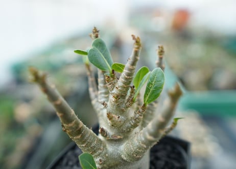 アデニウム　Adenium　No.4