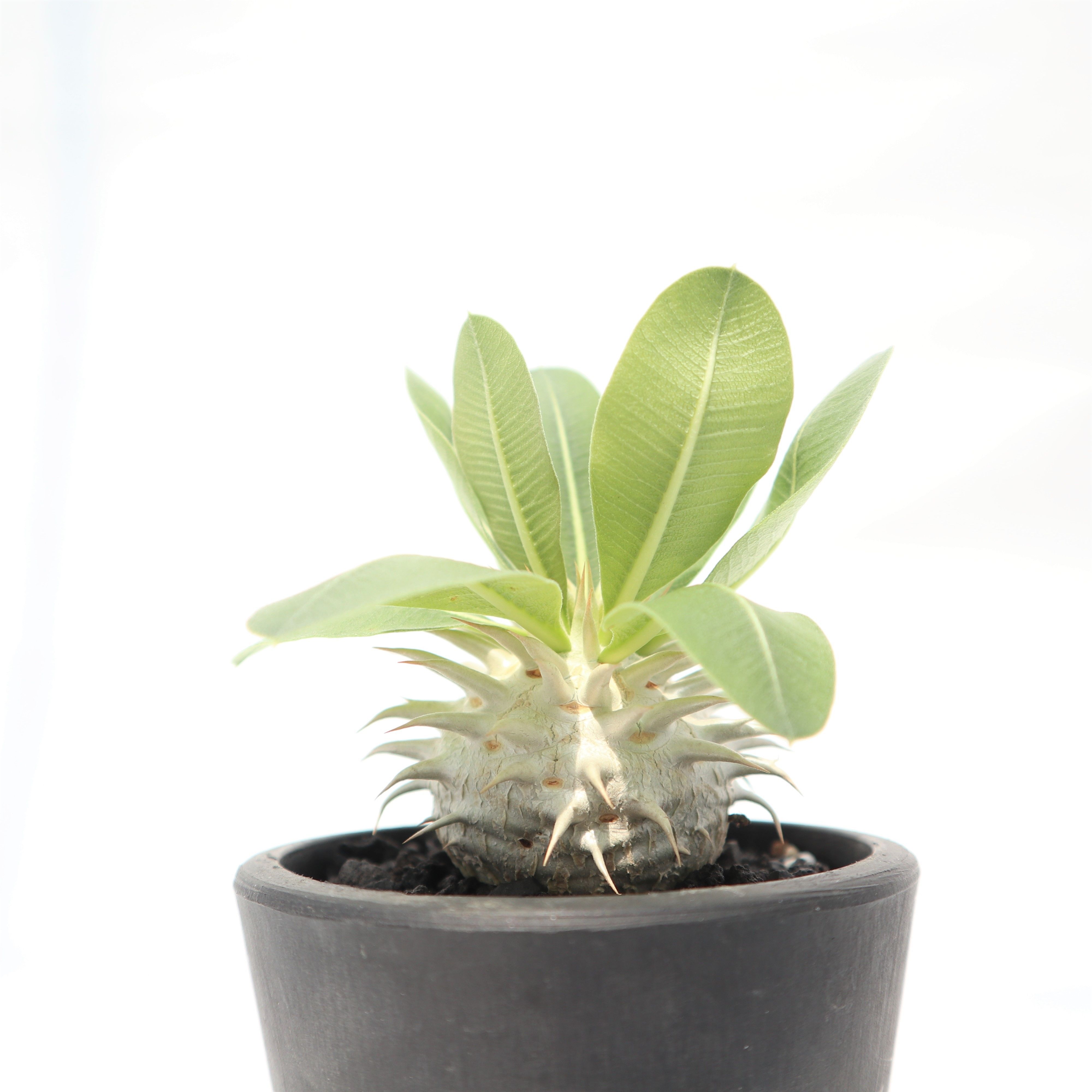 パキポディウム　エブレネウム　実生6年目　陶器鉢付き　塊根植物　観葉植物 パキポディウム エブレネウム 実生 №6 | mana's farm:塊根植物