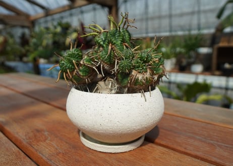 ユーフォルビア　バリダ Euphorbia valida