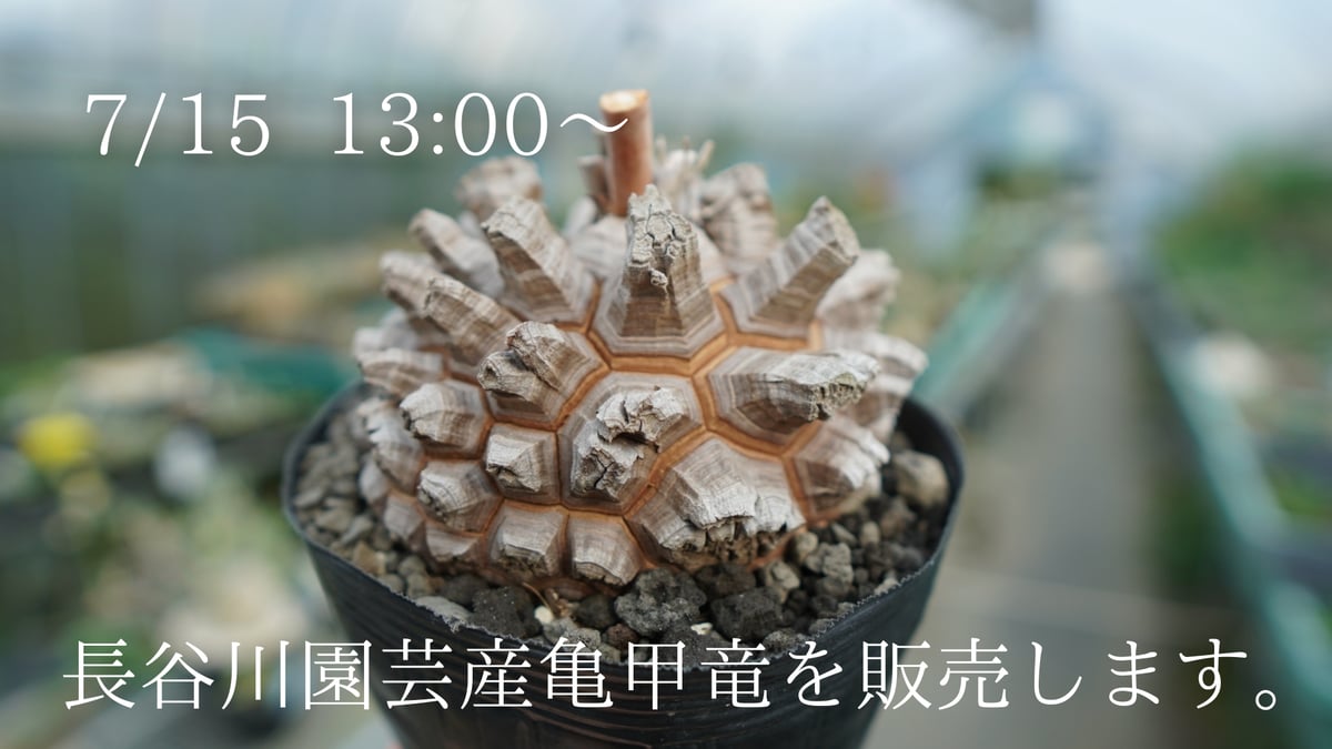 数量限定】長谷川園芸産亀甲竜7/15(土)販売開始です。 | mana's 数量限定】長谷川園芸産亀甲竜7/15(土)販売開始です。 | mana's