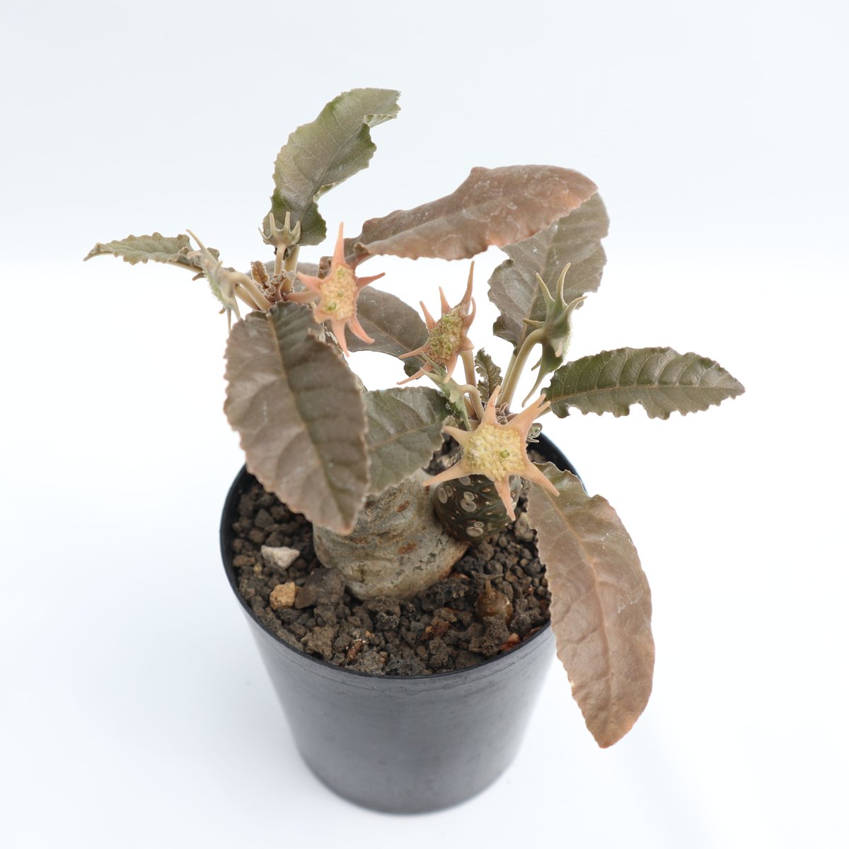 ドルステニア フォエチダ | mana's farm:塊根植物・アガベ・ドライ