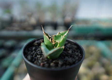 アガベ　チタノタ　白鯨　Agave titanota White whale  A20