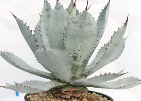 Agave Super dragontoes