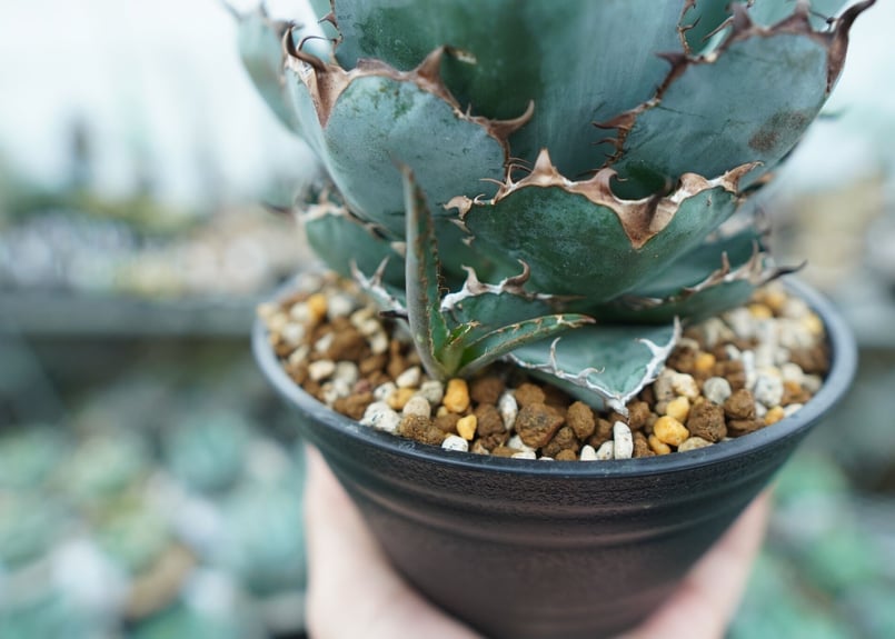 アガベ チタノタ ブラックアンドブルー Agave titanota black and