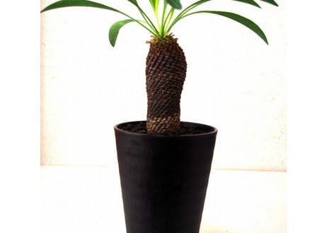 Euphorbia bupleurifolia 鉄甲丸