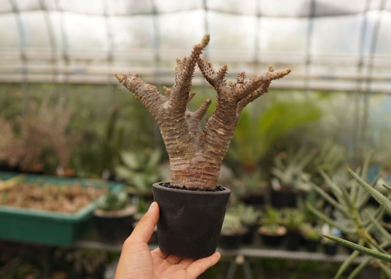 パキポディウム マカイエンセ良形3分岐 パキポディウム マカイエンセ良形3分岐 パキポディウム