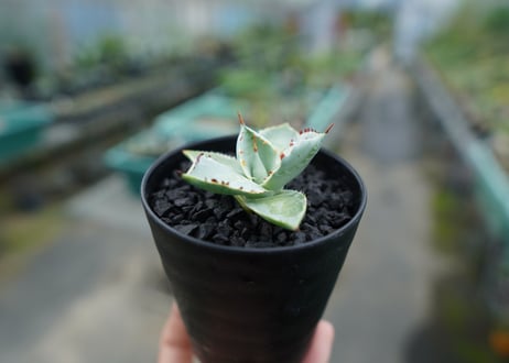 アガベ　兜蟹錦　Agave isthmensis “Kabutogani” variegata