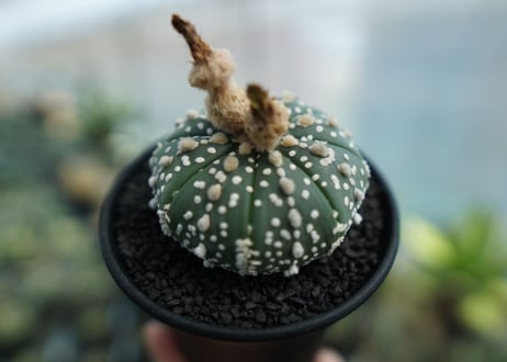 アストロフィツム　スーパー兜 Astrophytum asterias 'Super Kabuto' No.4