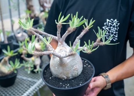 パキポディウム　グラキリス　 Pachypodium Gracilius  No.6