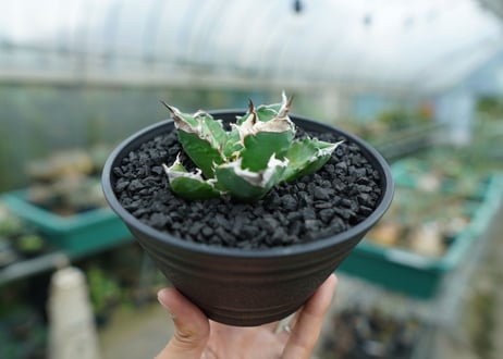 アガベ　チタノタ　白火焔　agave titanota white fire　No.2