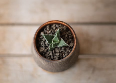 荒波　Faucaria Tuberculosa "ARANAMI"