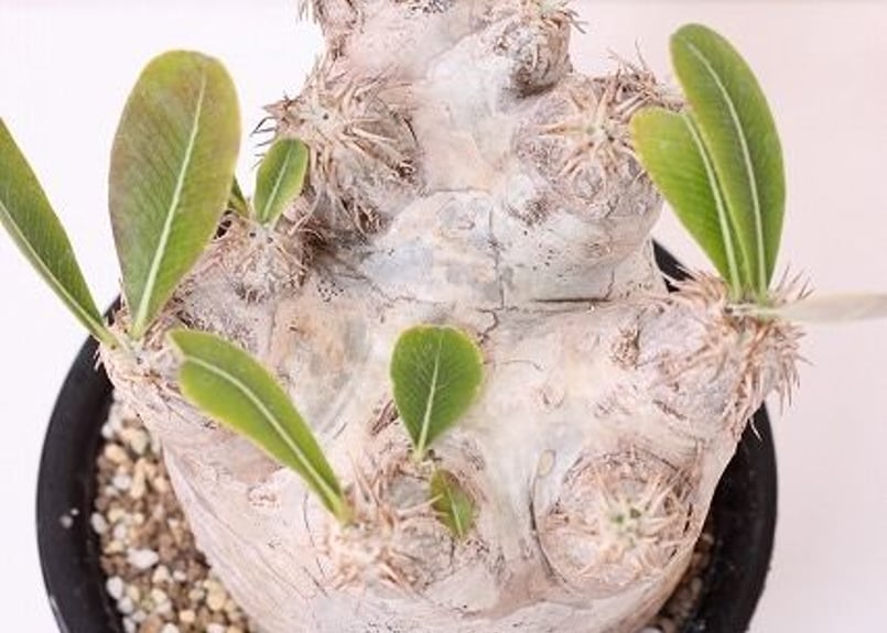 Pachypodium eburneum パキポディウム エブレネウム no.2 | man