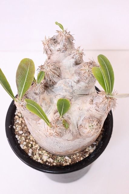 Pachypodium eburneum パキポディウム エブレネウム no.2 | man