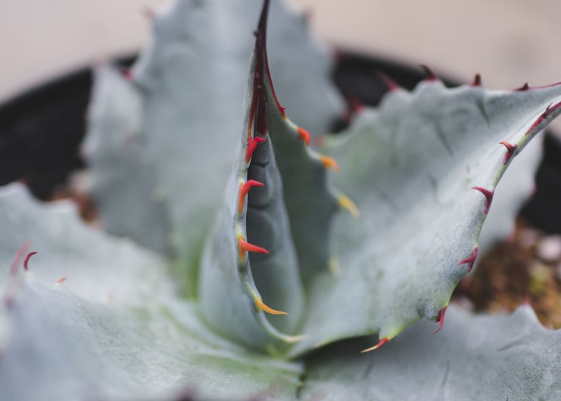 アガベ パラサナ グローブ B | mana's farm:塊根植物・アガベ・ドライ