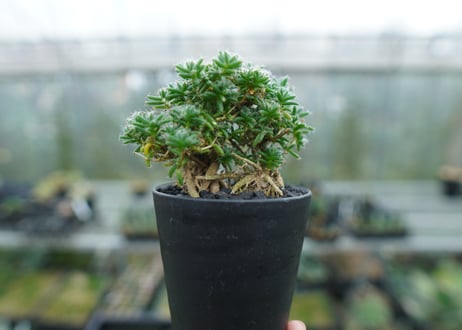 トリコディアデマ ステラツム　Trichodiadema stellatum  No.2