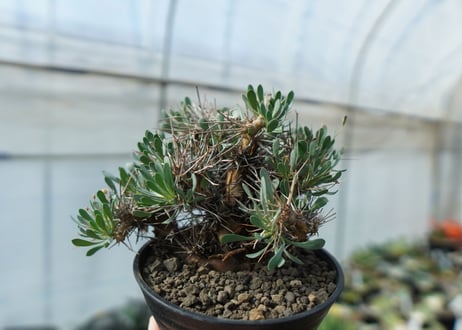 オトンナ　ユーフォルビオイデス　Othonna euphorbioides　C2