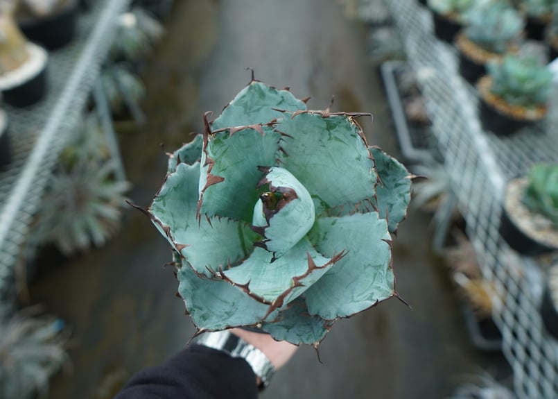 アガベ チタノタ ブラックアンドブルー Agave titanota black and